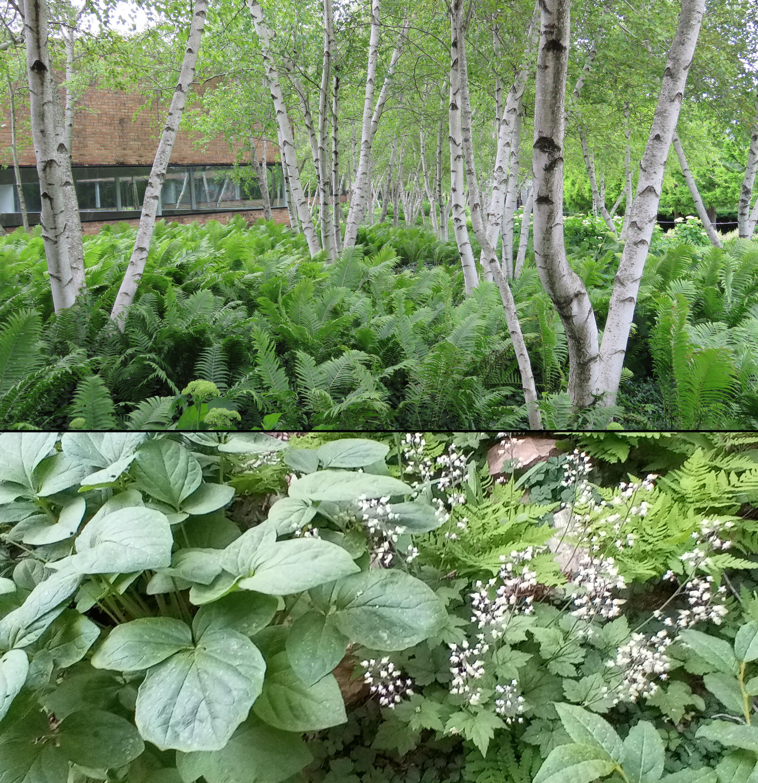 Ferns growing beneath several birch trees.